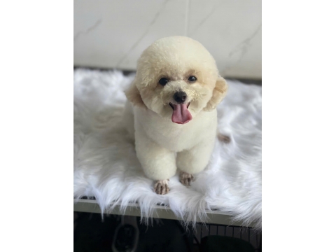 Spa thú cưng bình Dương