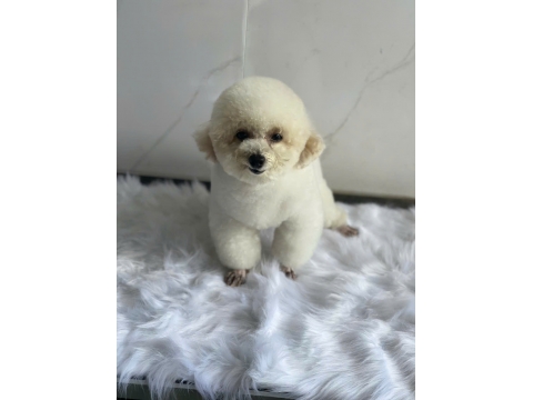 Spa thú cưng bình Dương