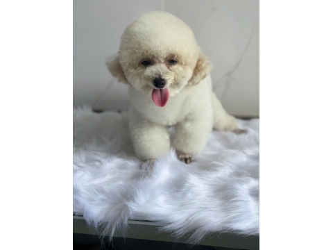 Spa thú cưng bình Dương