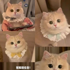 Vòng cổ dễ thương cho thú cưng